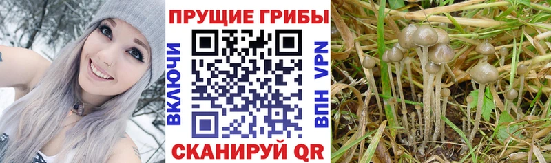 Псилоцибиновые грибы GOLDEN TEACHER  Спасск-Рязанский 